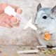 thumbnail image 3 of Dispensador De Silicona Para Mascotas, Comedero De Agua Para Conejos, 4.92x1.97x1.97 Pulgadas Para Loros Domésticos ANGGREK AF2112, 3 of 8