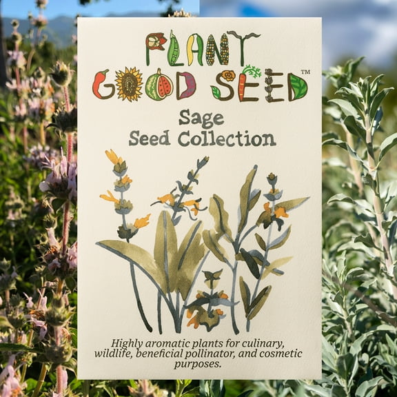 Plant Good Seed Sage Seed Collection, Black Sage, Clary Sage, Garden / Common Sage, Purple Sage and White Sage Seeds