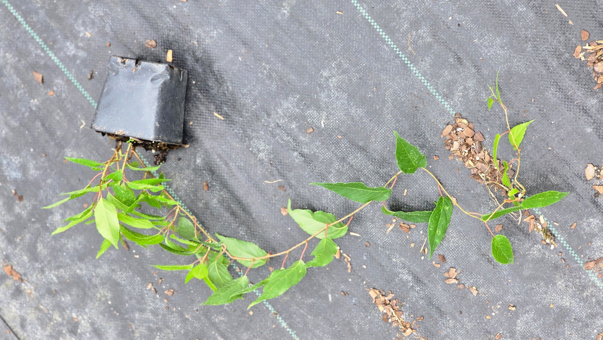2 Kiwi Plants-Prolific self-pollinating kiwi--all in 4 Inch Cups/ hybrid 2 pots of plants, one plant per pot