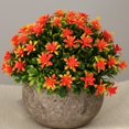 thumbnail image 2 of Flor en maceta de Gypsophila Flor de Hierba con Maceta para Plantar y Cultivar Decoración Jardines, para Disfrutar de Belleza de Naturaleza. Fanmusic Flor en maceta de Gypsophila, 2 of 7