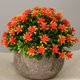 thumbnail image 2 of Flor de Simulación Bonsai Tree Planta de Hojas Artificiales con Maceta - naranja BLESIY Flor en maceta de Gypsophila falsa, 2 of 8