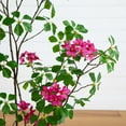 thumbnail image 3 of Nearly Natural 4ft. Artificial Dogwood Tree with Real Touch Leaves, 3 of 8