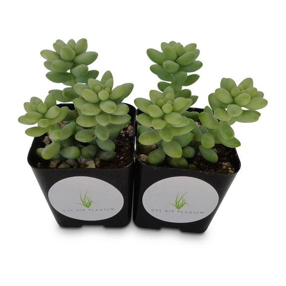 Donkey Tail Succulents Cluster Sedum Morganianum 2 Pack 2" Pots