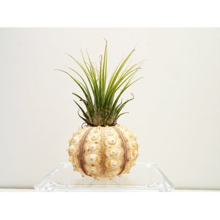 Nautical Beach Cottage Decor Beautiful Air Plant Sputnik Sea Urchin Set - Nautical Gift Beach Decor Coastal 1 1/2
