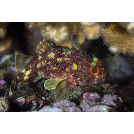 Great Wall Hyde Park A yellow-spotted scorpionfish hides on a reef in Komodo National Park Poster Print by Ethan DanielsStocktrek Images ()