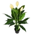 thumbnail image 2 of Vickerman TA181501 37 Po. Lys de Paix Vert en Pot avec 27 Feuilles, 2 of 2