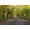 Unframed, variant on Art.com Central Park. Image of the Mall Area in Central Park, New York City, USA at Autumn. Photographic Print by Rudy Balasko, 18" x 12"