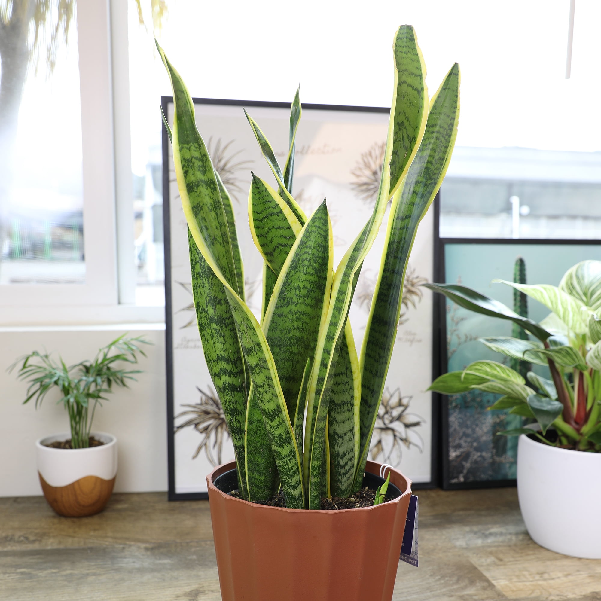 Element by Altman Plants Live Snake Plant, Sansevieria Superba; 6 in H20 Self Watering Pot