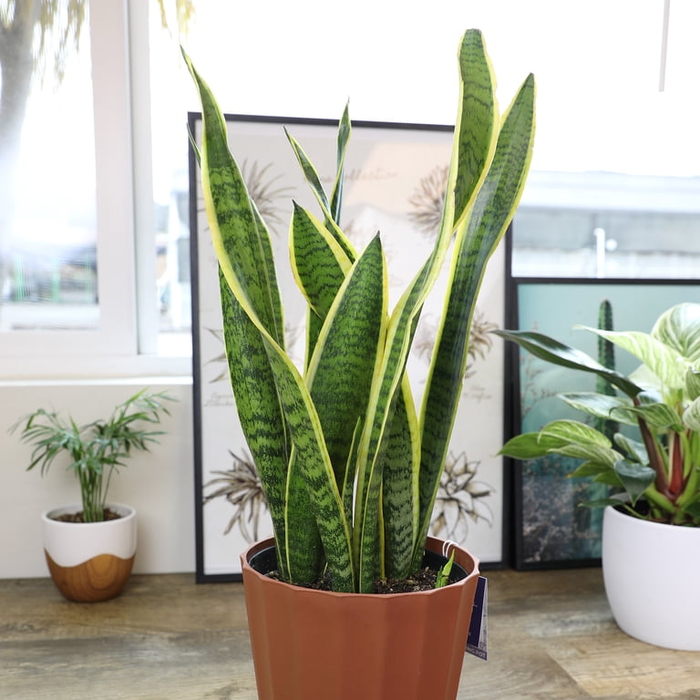 Element by Altman Plants Live Snake Plant, Sansevieria Superba; 6 in H20 Self Watering Pot, Size: 6 inch