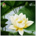 thumbnail image 1 of DIY redondo diamante pintura 5D diamante bordado blanco Lotus regalo costura Hugtrwg Para estrenar, 1 of 9