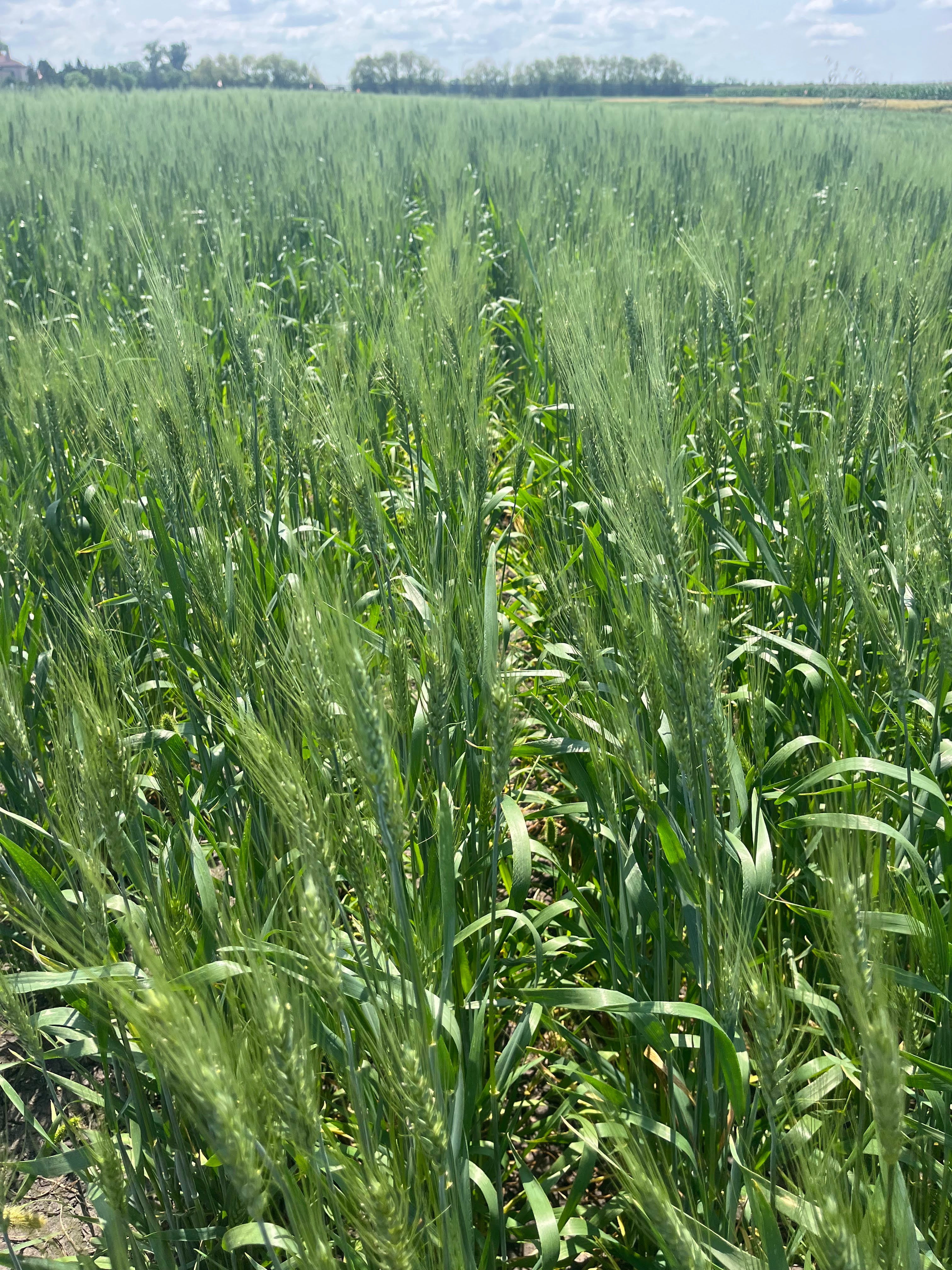 Hale Habitat & Seed Winter Wheat Food Plot Seed, 5 lbs