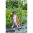 thumbnail image 3 of Hi-Line Gift Ltd Sitting Boxer Dog Statue, 3 of 5