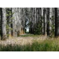 thumbnail image 2 of Gulin, Sylvia 14x12 White Modern Wood Framed Museum Art Print Titled - USA-Washington State-Othello grove of trees along Highway 26, 2 of 4