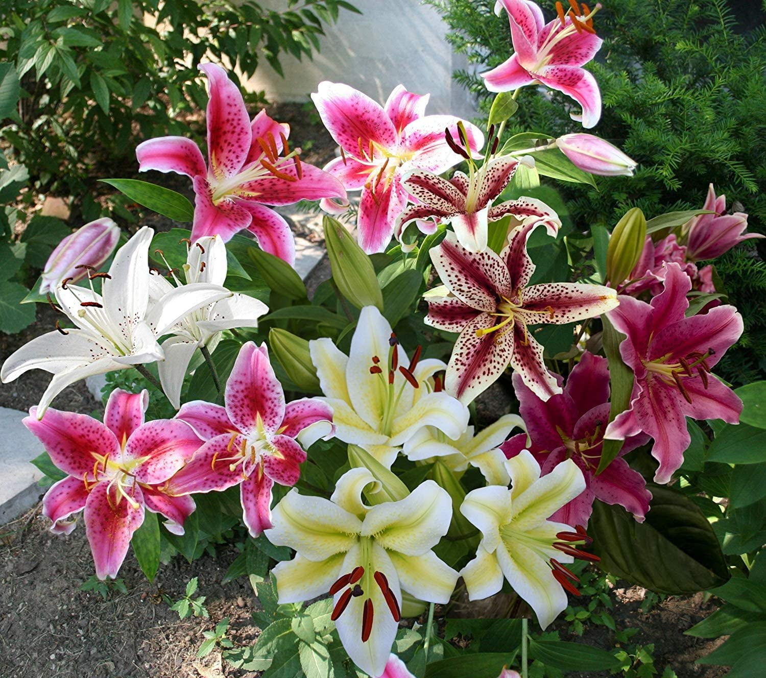 Mixed Oriental Lilies (8 Pack of Bulbs) Freshly Dug Lily Flower Bulbs