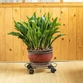 thumbnail image 5 of 33Cm Flower Pot Base Wrought Iron Household Flower Pot Chassis Roller Round Flower Pot Tray With Brake, 5 of 8