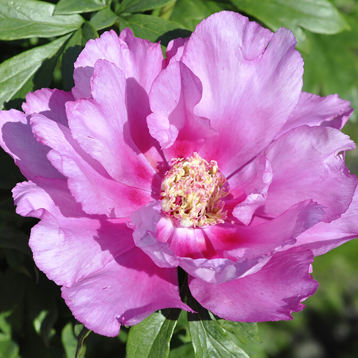 Van Zyverden Itoh Peony First Arrival 1 Plant Root Purple