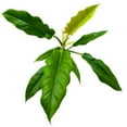 thumbnail image 5 of Philodendron Jungle Boogie 4 inch Philo Narrow Rare Indoor House Plant, 5 of 6