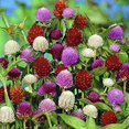 Seeds4planting Seeds Globe MMF7 Amaranth Pompon Ball (Gomphrena