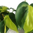 thumbnail image 6 of American Plant Exchange Philodendron Brasil, Live Vining Plant, 6-Inch Pot, Tropical Indoor Houseplant, 6 of 8
