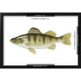 thumbnail image 3 of Yellow Perch Perca Flavescens, Fishes, Framed Art Print Wall Art by Encyclopaedia Britannica Sold by Art.Com, 3 of 6