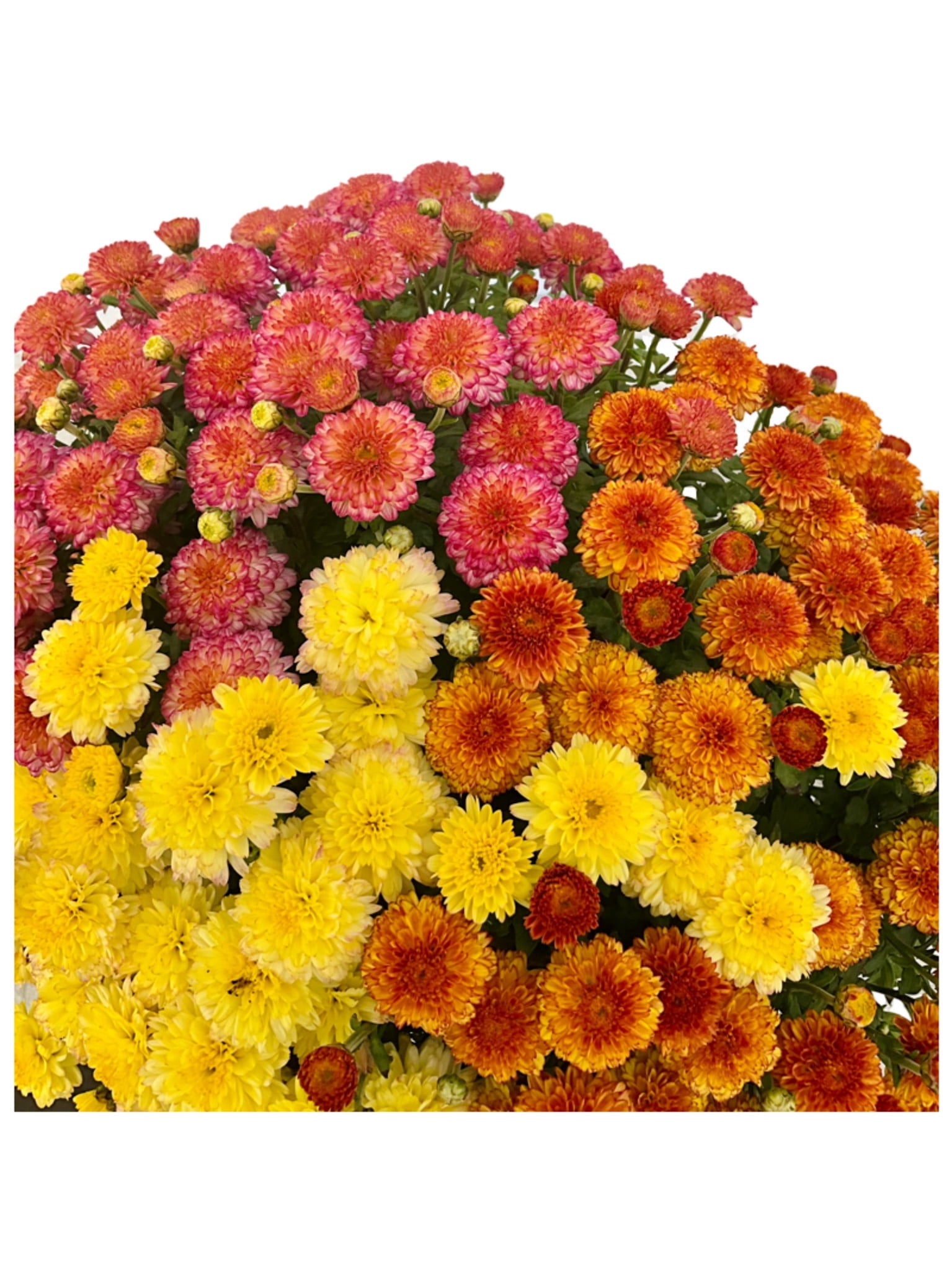 Better Homes & Gardens 1.5G Tricolor Mum Live Plant in Grower Pot
