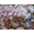thumbnail image 2 of Miller, Anna 14x12 White Modern Wood Framed Museum Art Print Titled - Shells Gathered on Beaches of Sanibel Island-Florida-USA, 2 of 4