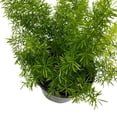 thumbnail image 7 of Foxtail Fern, 4 inch Asparagus densiflorus, Fluffy Perennial Evergreen Herb Pine Needle-Like Leaves, 7 of 7
