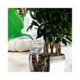 thumbnail image 1 of Bio Green HBL-200-T 5.7 x 2.7 in. Hydro Bloom Watering Terracotta Spike, 1 of 4