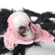 thumbnail image 4 of Decoraciones de Halloween, adornos de Halloween, regalos de Halloween, accesorios decorativos de araña de Halloween, simulación de araña de Halloween, colgante decorativo de poliéster, 4 of 6