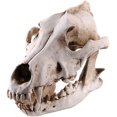 thumbnail image 1 of Escultura de calavera de animal, estatua de calavera con cabeza de lobo, modelo de calavera, artesanía de resina, decoración retro para el hogar, regalo, 1 of 5