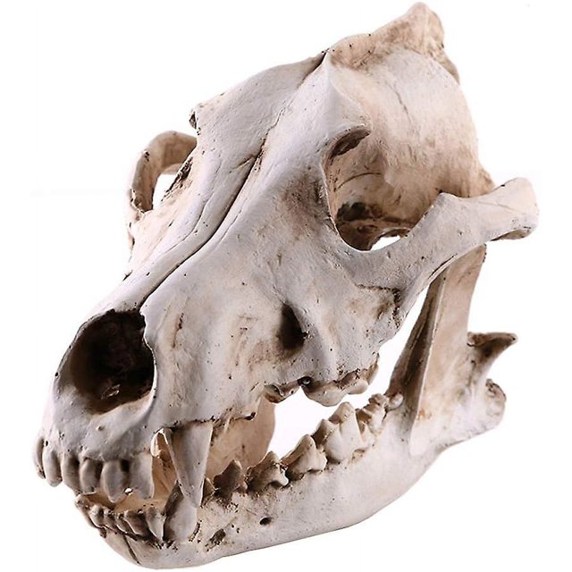 Escultura de calavera de animal, estatua de calavera con cabeza de lobo, modelo de calavera, artesanía de resina, decoración retro para el hogar, regalo