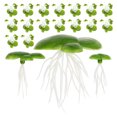 thumbnail image 1 of GOOHOCHY 8 bolsas de lentejas de agua flotantes: miniplantas flotantes artificiales para acuario, lentejas de agua artificiales realistas, decoraciones de plástico para peceras., 1 of 7