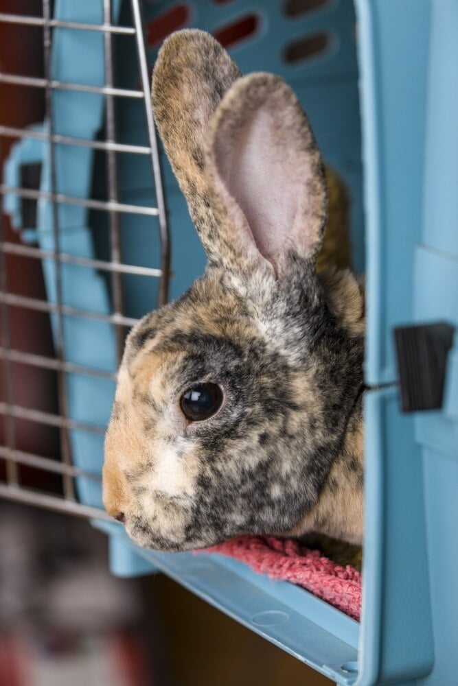 harlequin mini rex