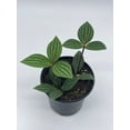 thumbnail image 2 of Peperomia Puteolata, 4 inch, Stilt Peperomia, Parallel Peperomia, 2 of 9