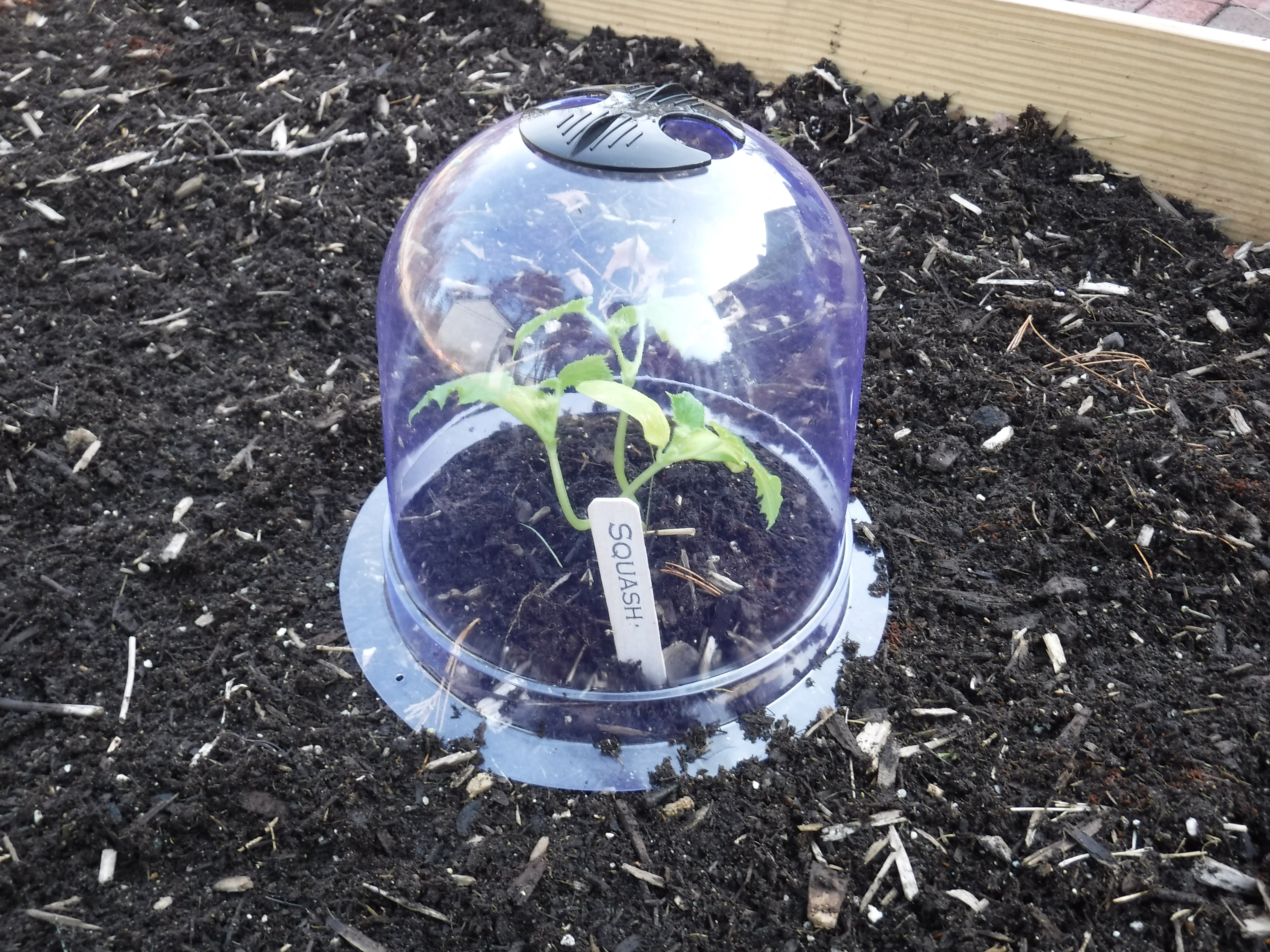 6-Pack! GrowAway Small Reusable Plastic Mini Greenhouse, Garden Cloche Dome