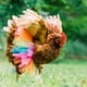 thumbnail image 3 of Sillas De Montar Para Pollos Delantales Para Gallinas Para El Crecimiento De Las Plumas Chaqueta Para Pollos Silla De Montar Para Gallinas Plumas De Aves De Corral Vestido Para Pollos Pato Ganso Ves, 3 of 4
