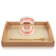 thumbnail image 2 of Cepillo de dientes modelo MEROCO Montessori Practical Life para niños, 2 of 8