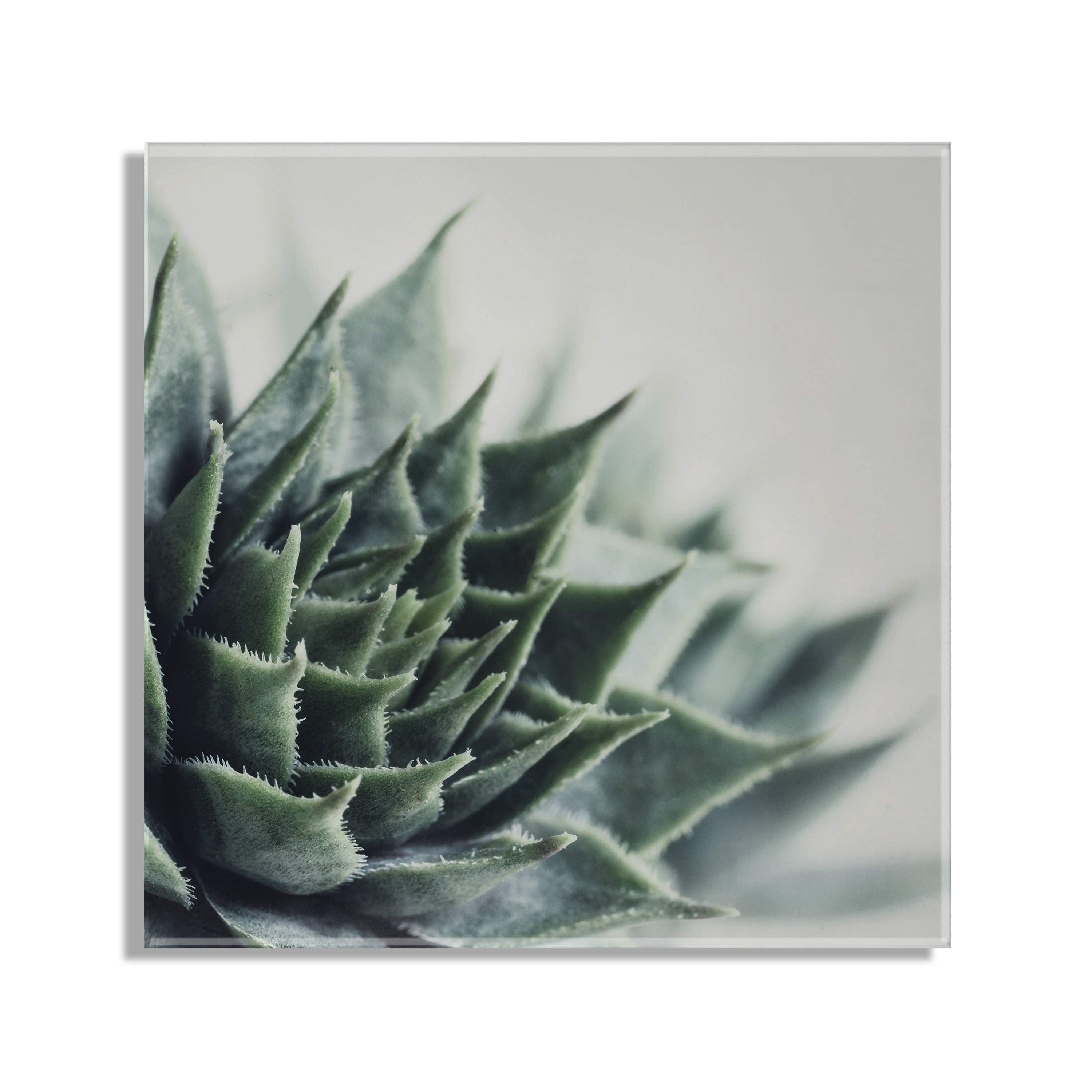 Kate and Laurel Radical Succulent Floating Acrylic Art by Emiko and Mark Franzen of F2Images, 23x23, Decorative Unique Succulent Art for Wall
