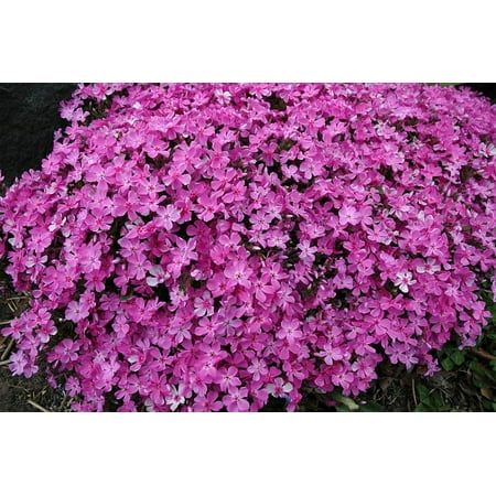 - Framed Art For Your Wall Plant Pink Phlox Nature Flowers Creeping Phlox 10x13 Frame
