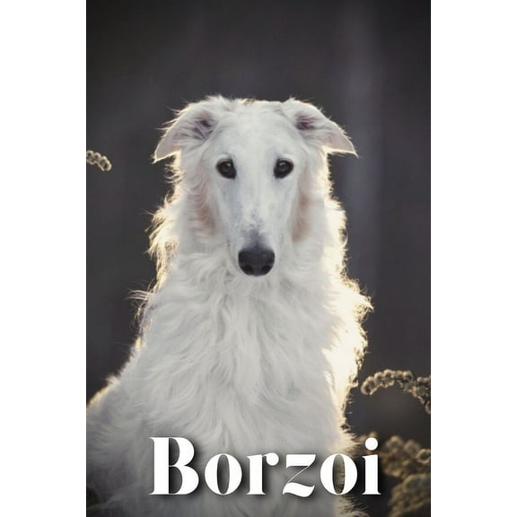 Borzoi: Dog breed overview and guide (Paperback) by Nina Pustova