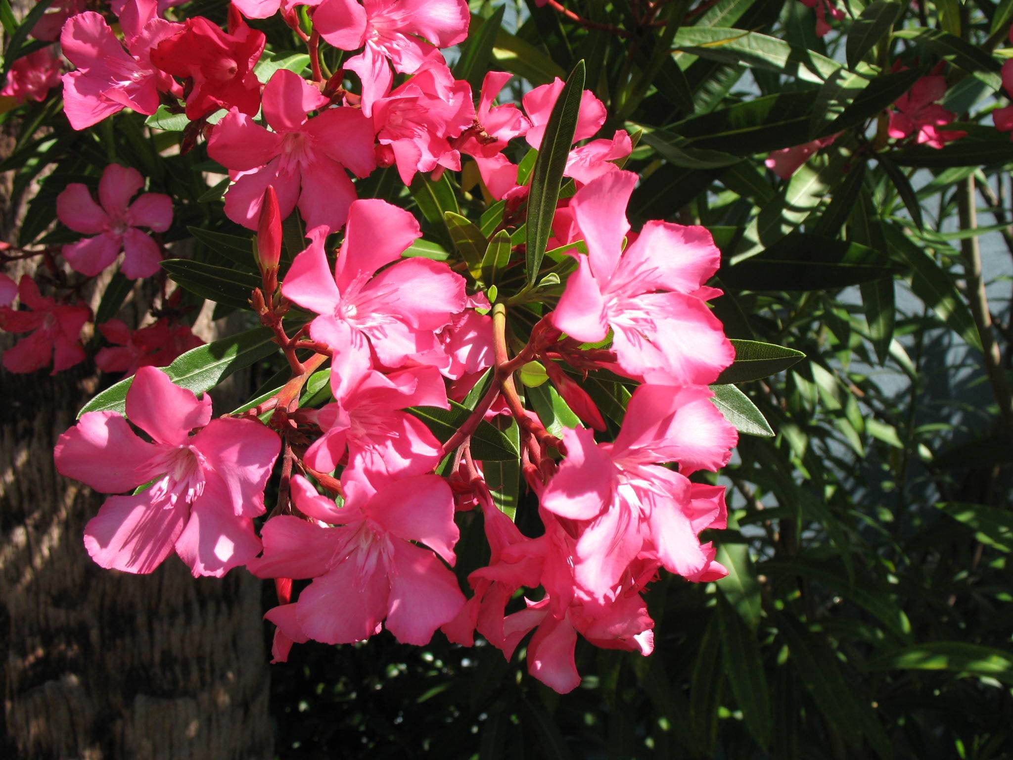 Lone Star Growers Nerium Flirt Dark Pink Oleander, Drought Tolerant Live Plant, 8 qt Pot, Full Sun