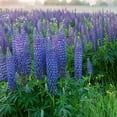thumbnail image 1 of Outsidepride Blue Lupine Plant Seeds, Deer Resistant, 1 of 3