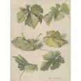 thumbnail image 2 of Willem van Leen 12x14 Gold Ornate Wood Frame and Double Matted Museum Art Print Titled - Studies of Wingerdbladen (1796), 2 of 4