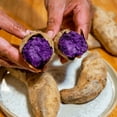 thumbnail image 4 of Pack 10 Okinawa Purple Sweet Potato Slips, 3-5 Inch, Well Rooted for Outdoor Planting, 4 of 5