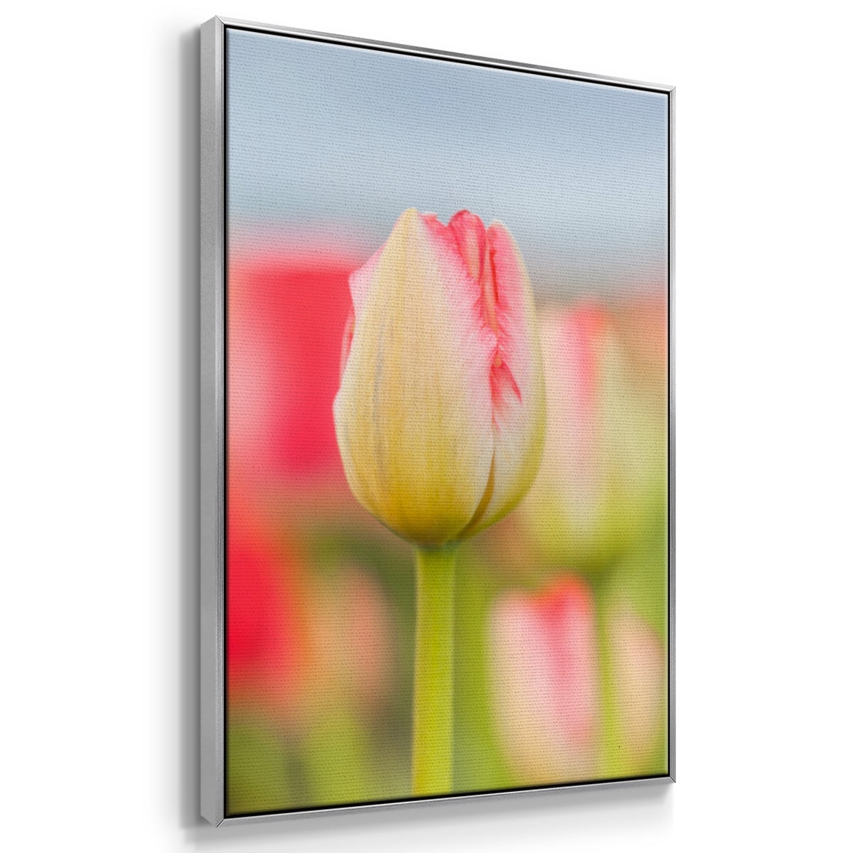 Twotone Tulip Framed Premium Gallery Wrapped Canvas - Ready to Hang