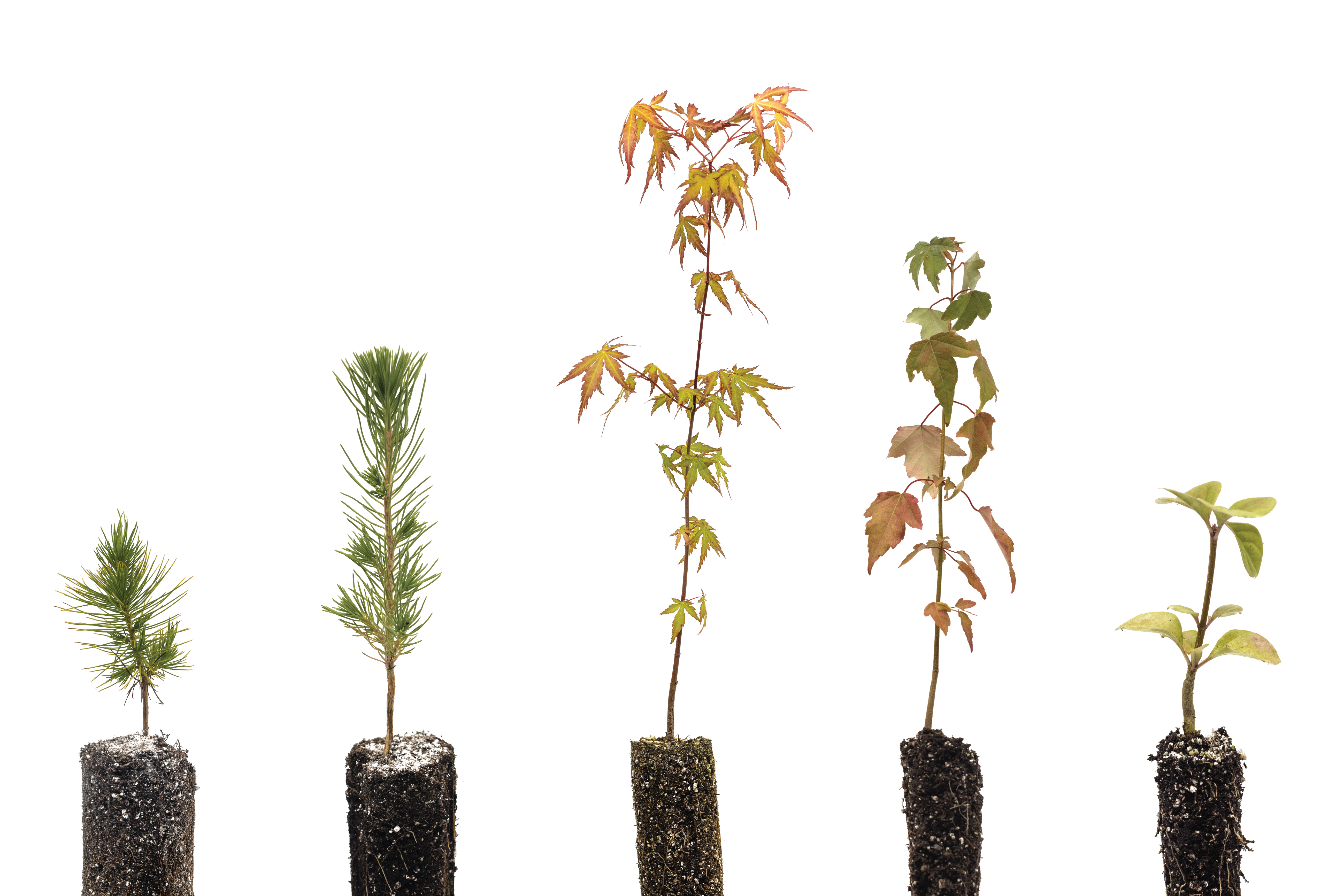 Bonsai Tree Bundle Collection of 5 Tree Seedlings The Jonsteen