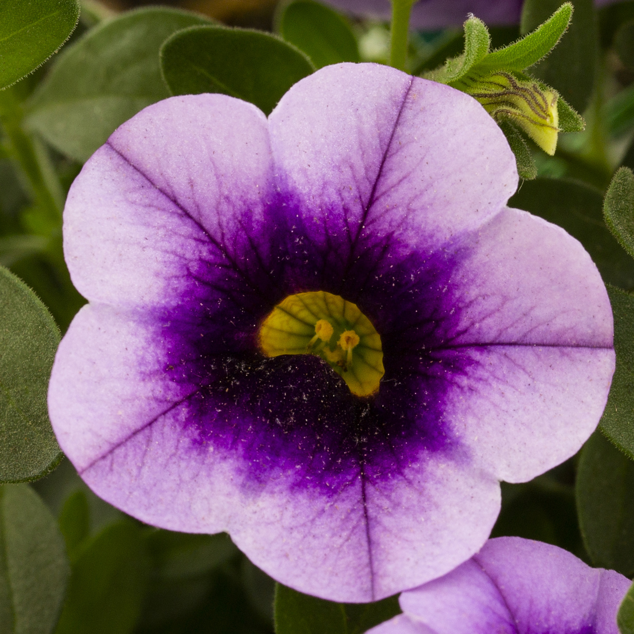 Proven Winners 1.5PT Purple Calibrachoa Live Annual Plant Sun 5-Pack