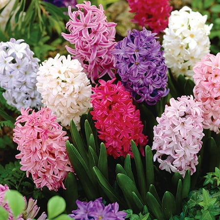 Hyacinth Pack - Hyacinth Mix, 3-Pack