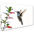 thumbnail image 2 of Trademark Fine Art "Frozen in Flight" Canvas Art by Kurt Shaffer, 2 of 3