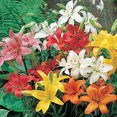 thumbnail image 5 of 4 Mixed Asiatic Lily Bulbs, Asiatic Lily, Mixed Bulbs Outdoor Gardening, 5 of 5